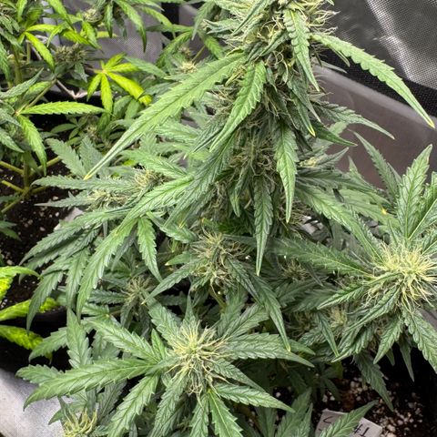 Sour Diesel Auto #1 growlog timeline photo