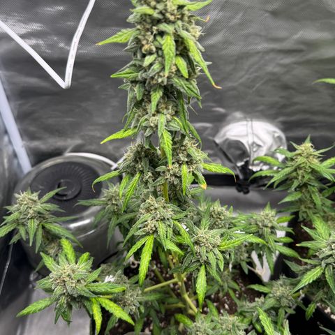 Bruce Banner Auto #1 growlog timeline photo