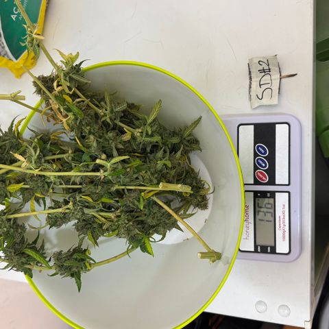 Sour Diesel Auto #2 growlog timeline photo