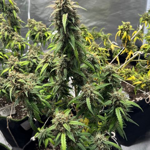 Sour Diesel Auto #1 growlog timeline photo