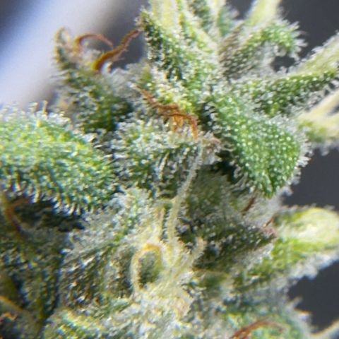 Bruce Banner Auto #1 growlog timeline photo