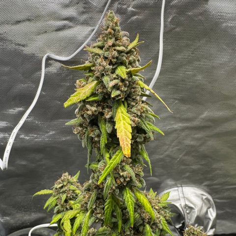 Bruce Banner Auto #1 growlog timeline photo