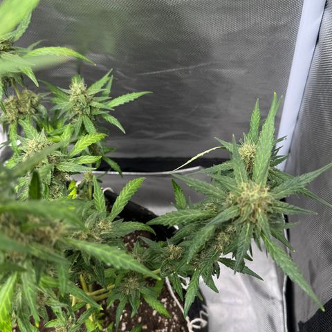 Sour Diesel Auto #2 growlog timeline photo