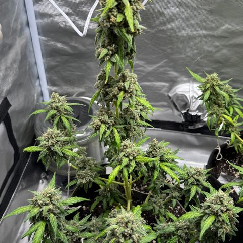 Bruce Banner Auto #1 growlog timeline photo