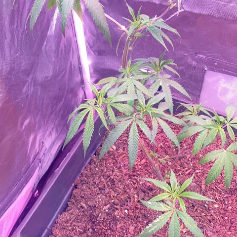 Unknown strain growlog timeline photo