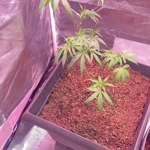 Unknown strain growlog timeline photo