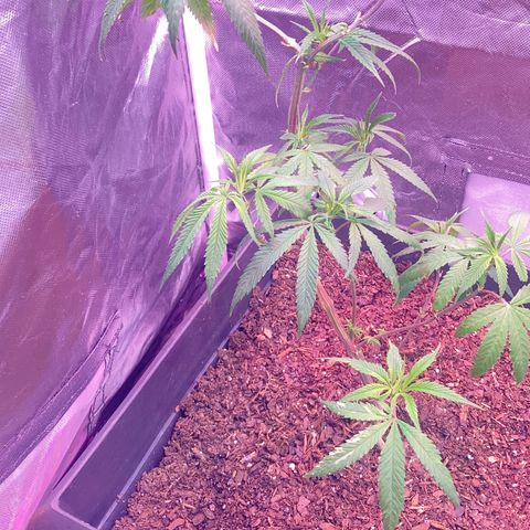 Unknown strain growlog timeline photo