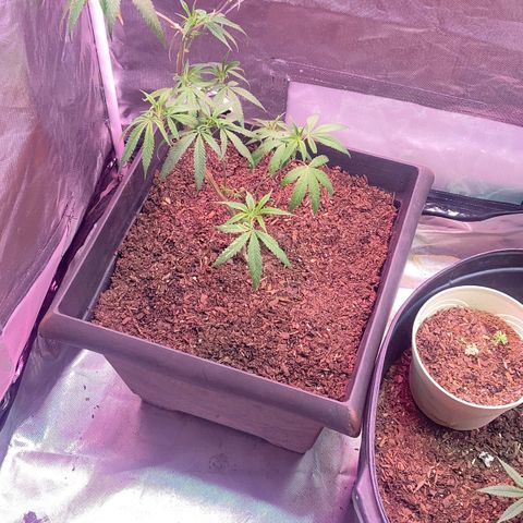 Unknown strain growlog timeline photo