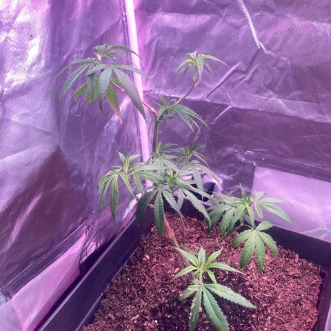 Unknown strain growlog timeline photo