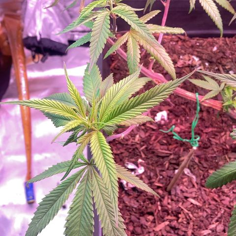 Unknown strain growlog timeline photo