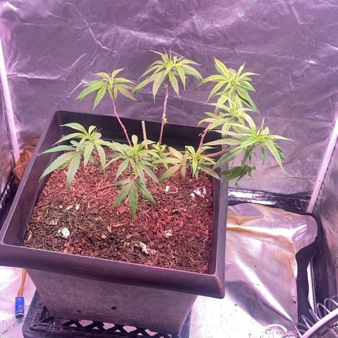 Unknown strain growlog timeline photo