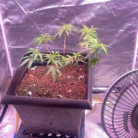 Unknown strain growlog timeline photo