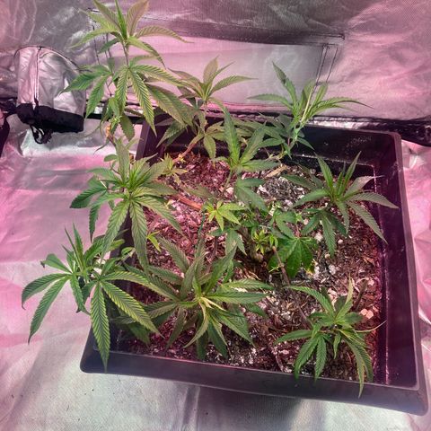 Unknown strain growlog timeline photo
