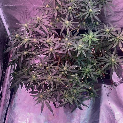 Unknown strain growlog timeline photo
