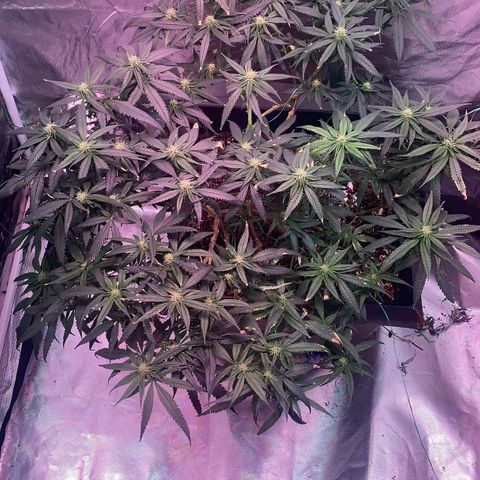 Unknown strain growlog timeline photo