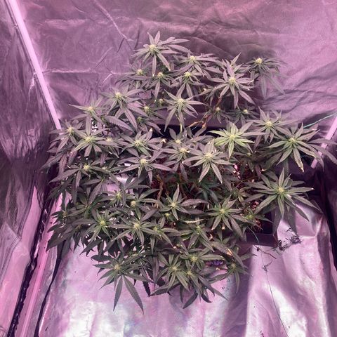 Unknown strain growlog timeline photo
