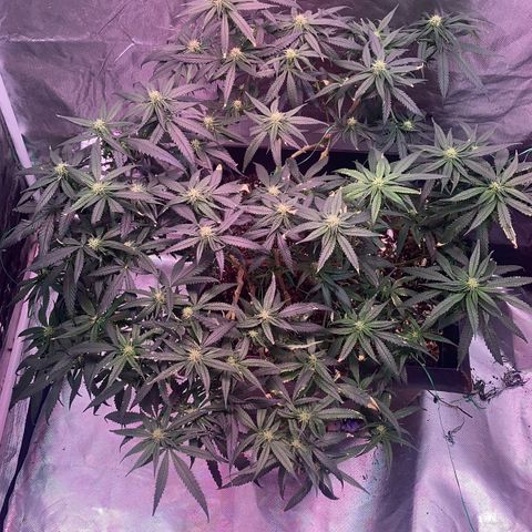 Unknown strain growlog timeline photo