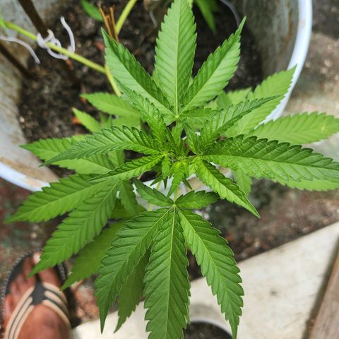 Suger Foot growlog in Outdoor