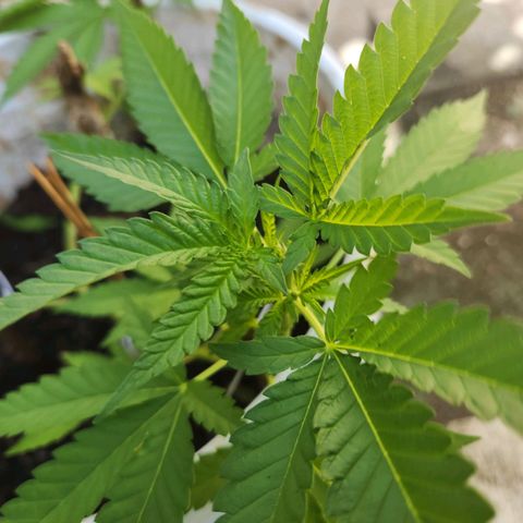 Suger Foot growlog timeline photo