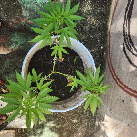 Suger Foot growlog timeline photo