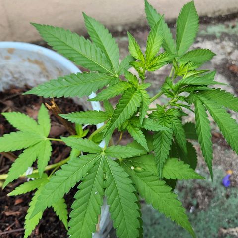 Suger Foot growlog timeline photo
