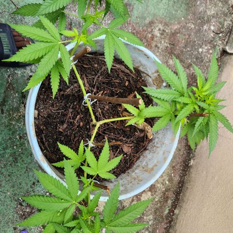 Suger Foot growlog timeline photo