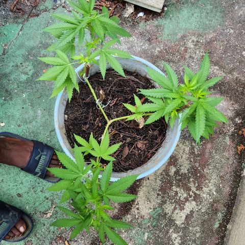 Suger Foot growlog timeline photo