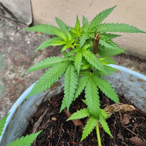 Suger Foot growlog timeline photo