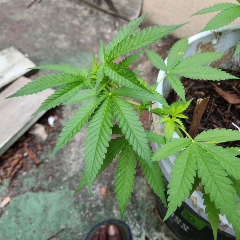 Suger Foot growlog timeline photo
