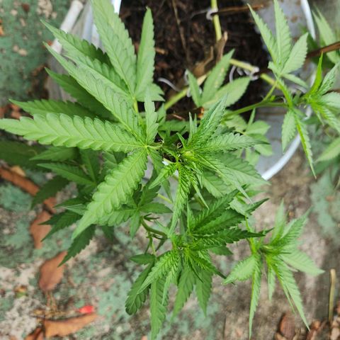 Suger Foot growlog timeline photo