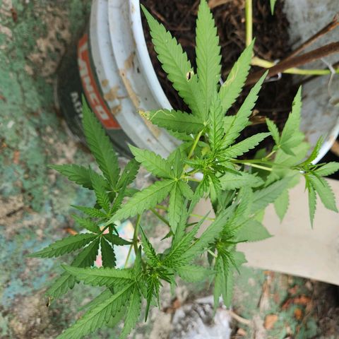 Suger Foot growlog timeline photo