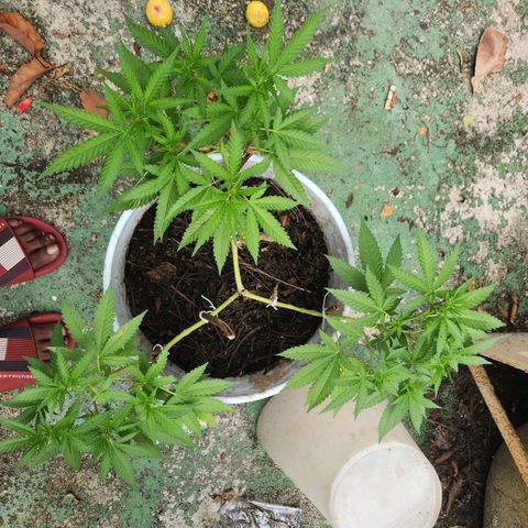 Suger Foot growlog timeline photo