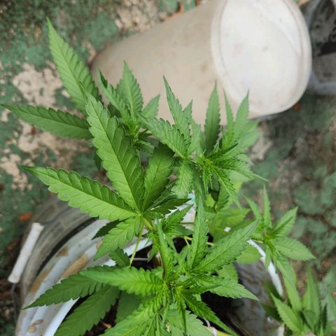 Suger Foot growlog timeline photo