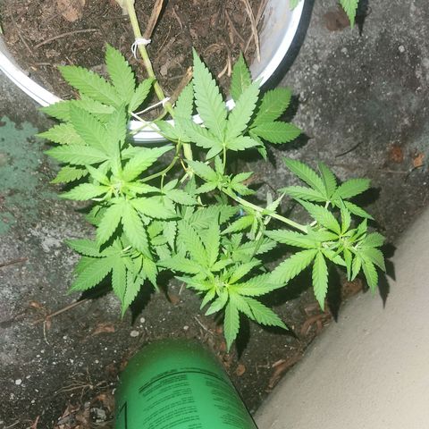 Suger Foot growlog timeline photo