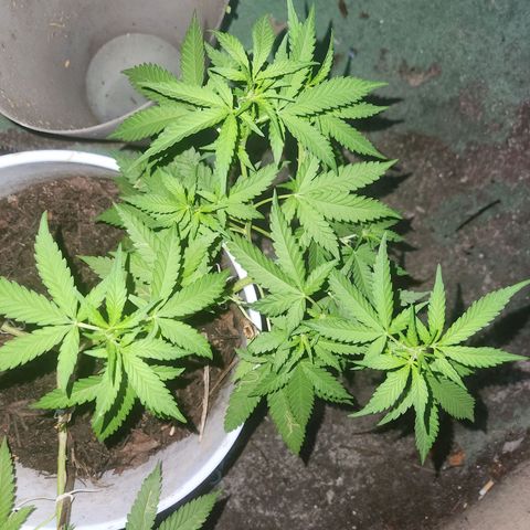 Suger Foot growlog timeline photo