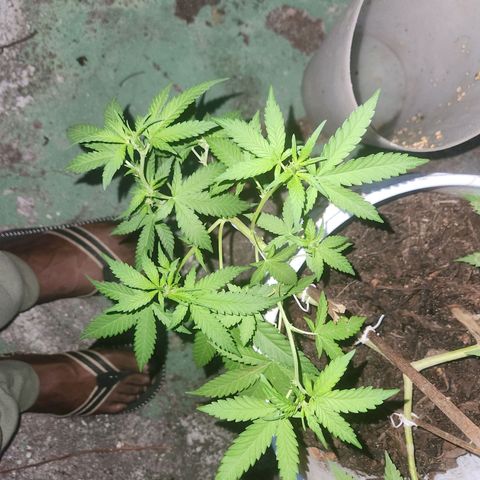 Suger Foot growlog timeline photo