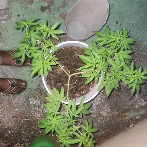 Suger Foot growlog timeline photo