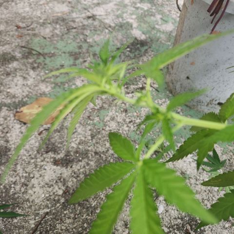 Suger Foot growlog timeline photo