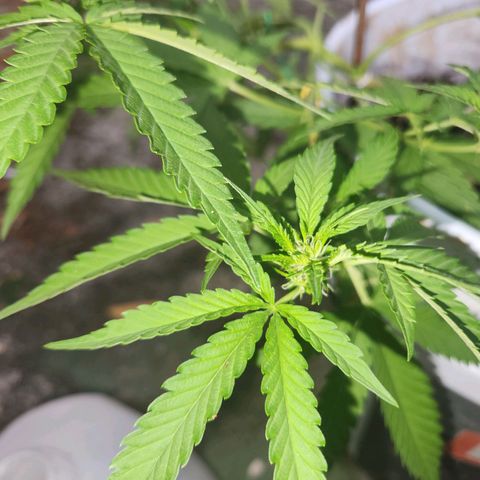 Suger Foot growlog timeline photo