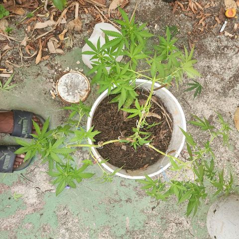 Suger Foot growlog timeline photo