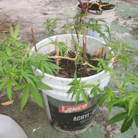 Suger Foot growlog timeline photo