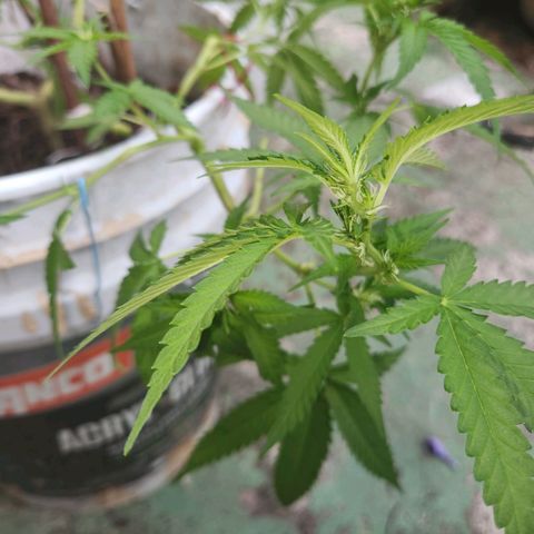 Suger Foot growlog timeline photo