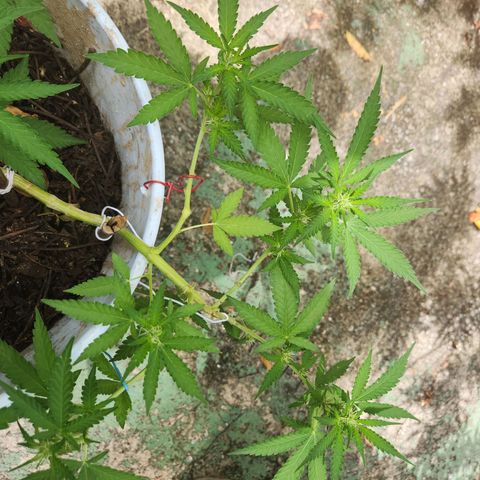 Suger Foot growlog timeline photo