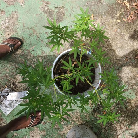 Suger Foot growlog timeline photo