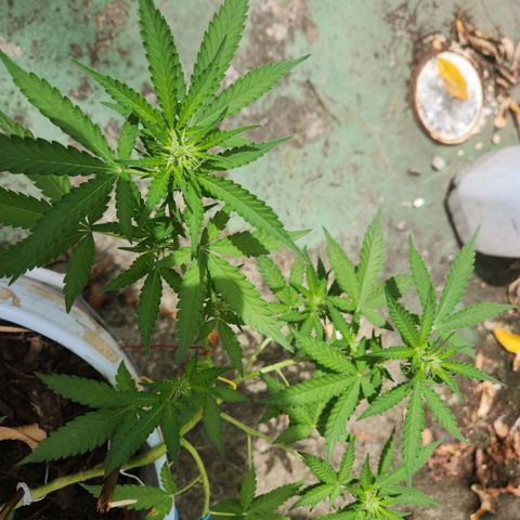 Suger Foot growlog timeline photo