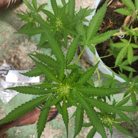 Suger Foot growlog timeline photo