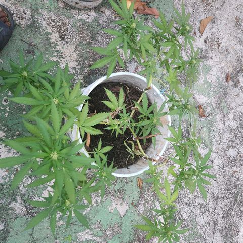 Suger Foot growlog timeline photo