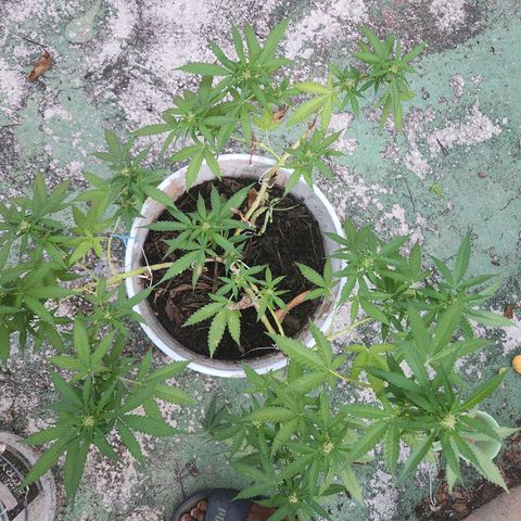 Suger Foot growlog timeline photo