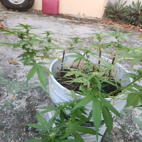 Suger Foot growlog timeline photo