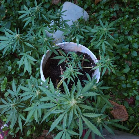 Suger Foot growlog timeline photo